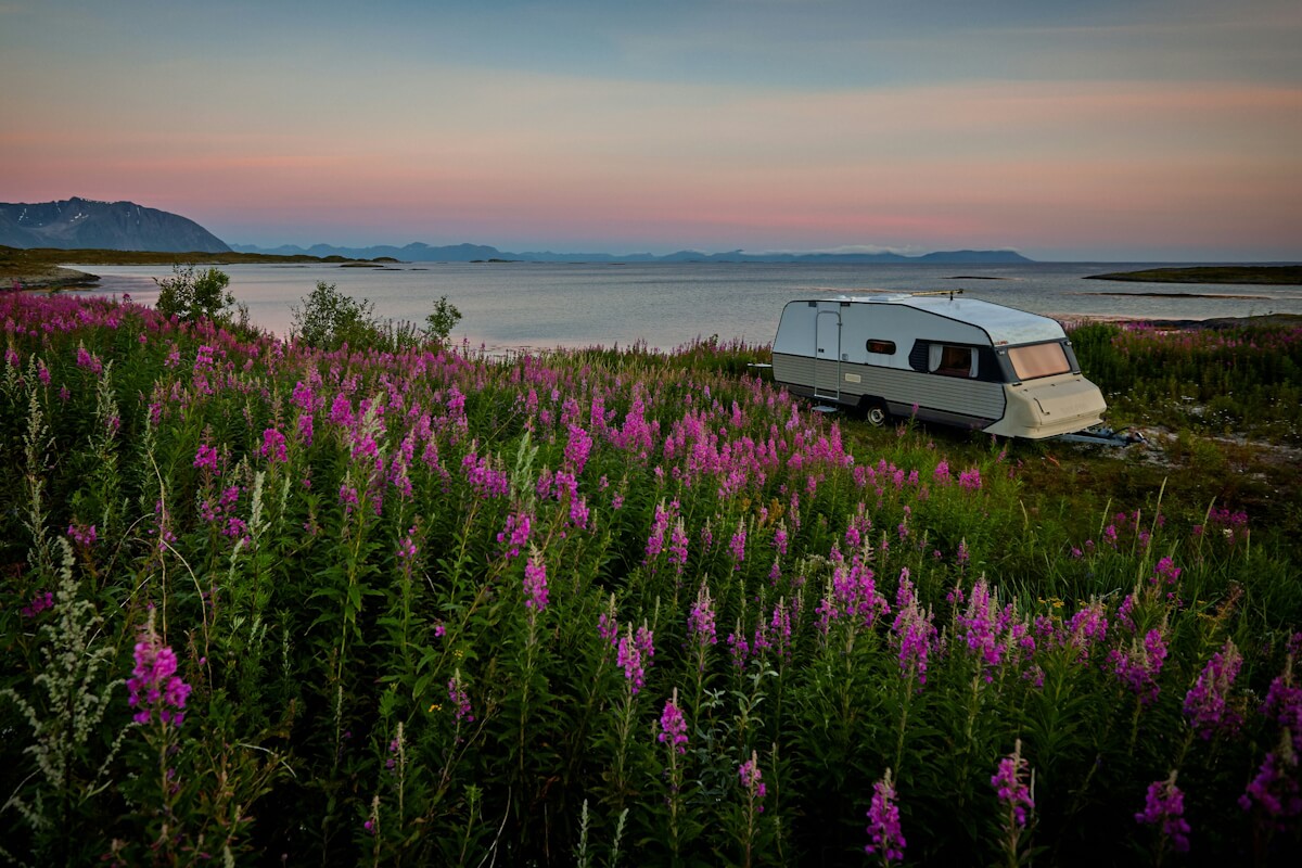 Wohnwagen in Norwegen mit lila Blüten vor Küste